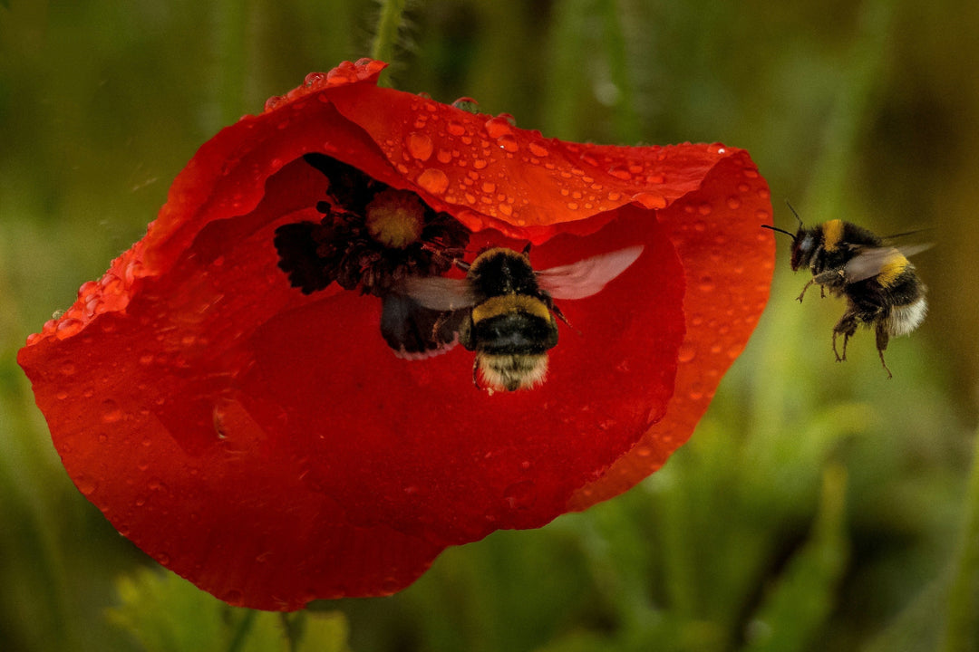Les Pollinisateurs : Gardiens de la Biodiversité